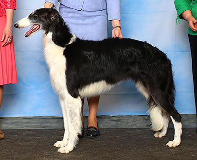 Top Versatility Borzoi 2015